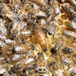Buckfast Bienen