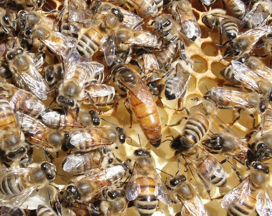Carnica Bienenköniginnen kaufen