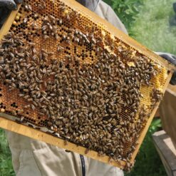 Auswinterungs Bienenvolk