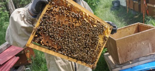 Auswinterungs Bienenvolk