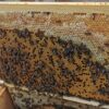 Auswinterungs Bienenvolk auf ZaDant