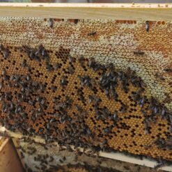 Auswinterungs Bienenvolk auf ZaDant