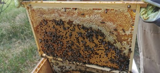 Auswinterungs Bienenvolk auf ZaDant