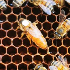 Ligustica Bienen