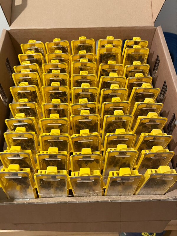 Carnica Königin kaufen