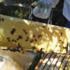 Wabenhonig komplett mit Rähmchen